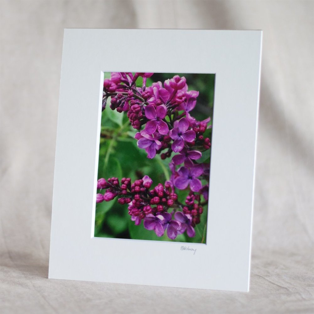 "Lilacs After the Rain" 5x7 Photography Print